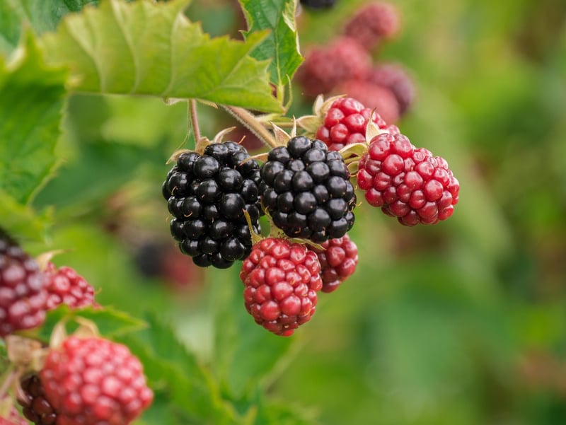 Mixed Fruits